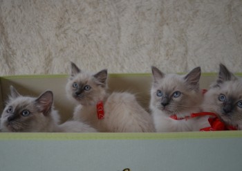 les chatons - 11 semaines - Chatterie Ragdolls du Val de Beauvoir